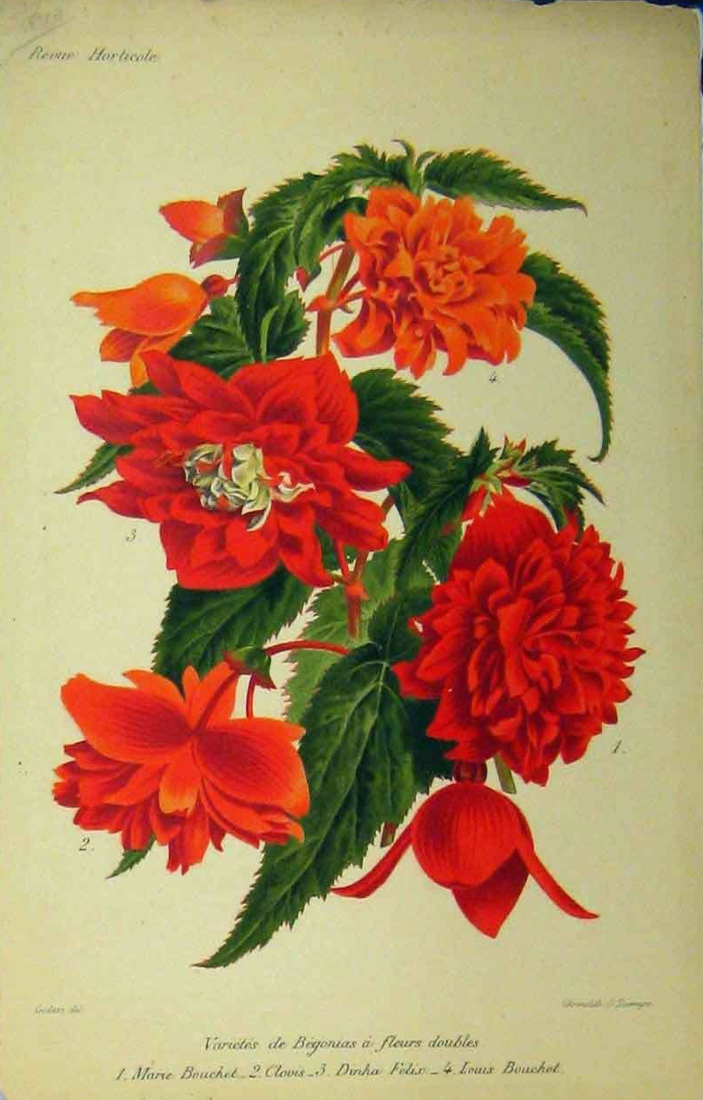 B. ‘Clovis’